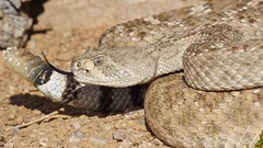 Snakes of Arizona