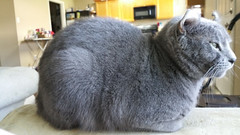 Alien Cat Loaf - The Caturday