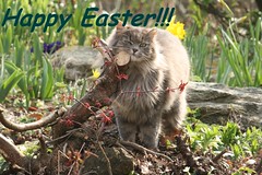 Happy Easter dear flickr friends!