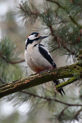 Dendrocopos major - Great Spotted Woodpecker - 2014