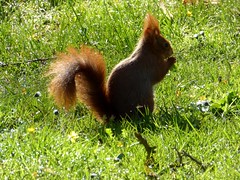 Ecureuil roux - Red squirrel