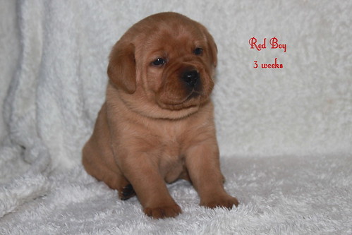 Red Boy 3 weeks