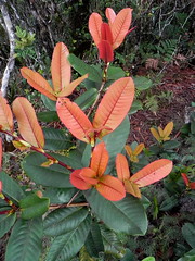Nothofagaceae