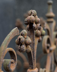 "Wilted flowers with rust"