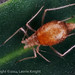 Aphid - I think this is not well