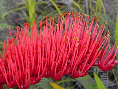 Xeronemataceae