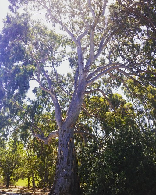 There are some massive gum trees in my neighborhood.