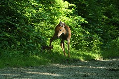 White-tailed Doe & Fawn