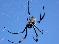 Néphile noire - Golden web spider