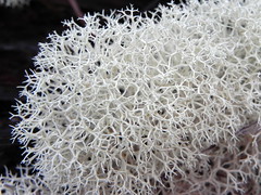 Cladoniaceae