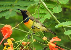 Birds - Philippines