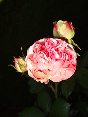 Les roses de mon jardin