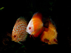 Discus fish/Symphysodon