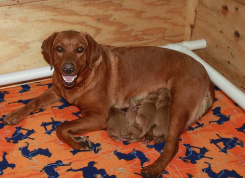 Aimee new pups