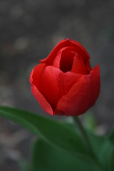 Tulips/Tulipes (Tulipa)