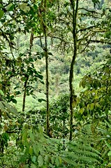 Milpe Bird Sanctuary, Ecuador