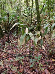 POACEAE - Olyra latifolia