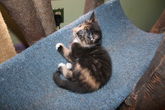 It's Kitten Season! Cats and Kittens at Crafty Cat Rescue (Ann Arbor, Michigan) - Wednesday April 19, 2017