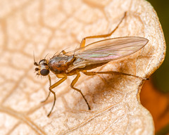 Spear-winged Flies (Lonchopteridae)