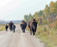 Bison in Manitoba