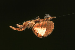 Uloboridae (Cribellate Orbweavers)