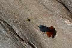 Plumbeous Redstart in attack mode