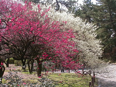 京都府立植物園 - Kyoto Botanical Garden