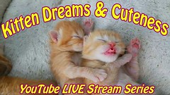 Kitten Dreams & Cuteness