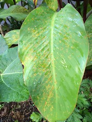 Rust of canna lily, cuased by Puccinia thaliae