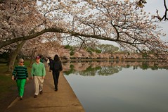 Cherry Blossoms 2017