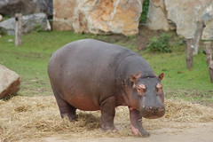 Safaripark: nijlpaarden