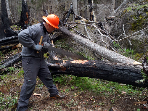 A volunteer with the Washington Trails Association uses a cross-cut saw to clear fallen timber from a trail on the Olympic National Forest in Washington State. Volunteers use the saws even though their use is not required outside of a wilderness area. However, the association sees any use of the saws as an opportunity for training. (Courtesy Meg MacKenzie/Washington Trails Association)