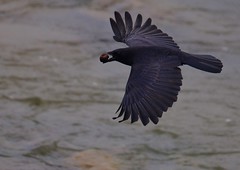 Corbeaux et corneilles / Crows