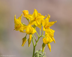 Flora Arica y Parinacota