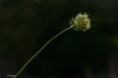 Queen Anne's lace flower about to bloom