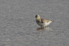 Sandpipers 
