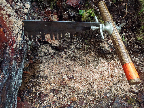 This crosscut saw has a lance tooth pattern, which for years was the standard for felling and bucking timber in the American West. The lance tooth pattern is best suited for cutting soft green timber, especially fire, spruce and redwood. Crosscut saws vary in size, style and shape and are used in lieu of a power saw, which are prohibited in wilderness areas. All saws, regardless of the tooth pattern, are made up of two rows of cutting edges. The saw releases wood fibers on each side of the cut as it passes through a log. (Courtesy Meg MacKenzie/Washington Trails Association)