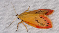 Lepidoptera: Erebidae of Finland
