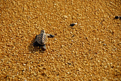 hawksbill turtle
