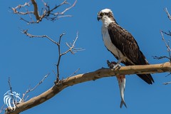 Osprey of the Jersey Shore | 2017