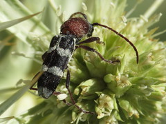 Longhorn Beetles - Cerambycidae