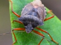 Hemiptera - Bugs