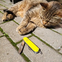 What do we have here?...  #victorinox #myvictorinox #leafvics #sak #swissarmyknife #Yellow #bright #cat