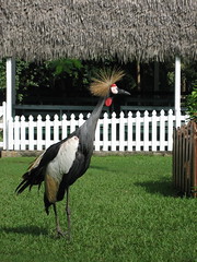 Matthew, the East African Crowned Crane