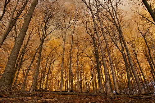trees sunset gold iso100 golden stand 200mm standoftrees canoneos1dmarkii eos1dmarkii lens:maker=sigma gisteqphototrackr gisteqphototrackrgeotaggers sigma20mmexf18 flickr:user=morganm7777777 aperturepriorityae lens:focal_min=20 lens:focal_max=20 flickr:user=89016311n00