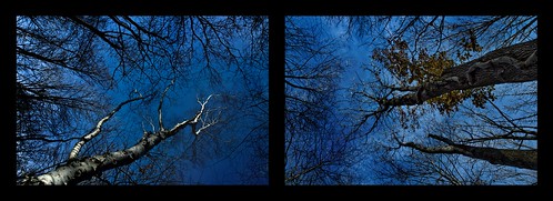 blue autumn sky stilllife tree fall nature oak woods diptych connecticut vine birch newpreston dsc7038 dsc7017 tracycollinsphotography