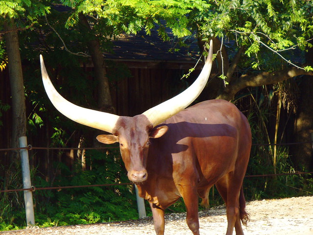 Ankole-Watusi Steer
