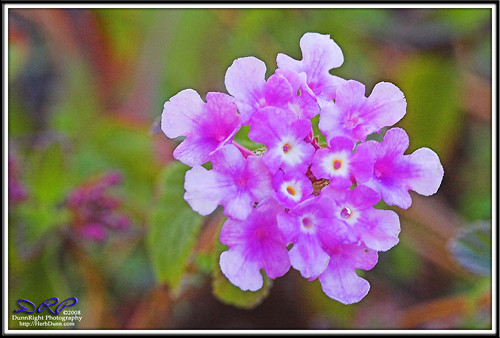 flowers purple naturescall herbdunn dunnrightphotography kerncountyphotographers treeofhonor2