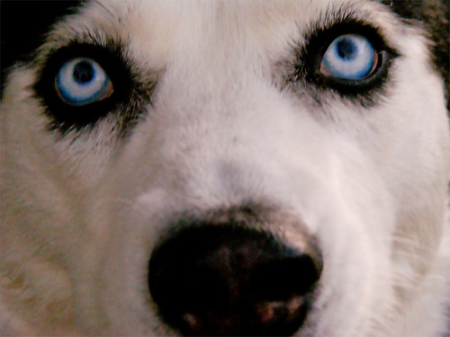 dog white black closeup blueeyes siberianhusky mostviewed