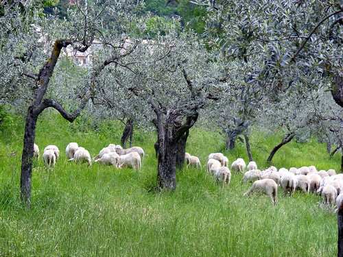 Assisi ulivi